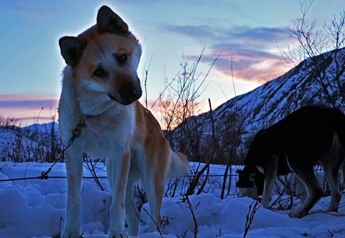 closeup of a tan and white sled dog, distant snowy mountains under a blue sky with pink-tinged clouds