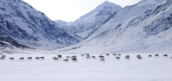 band of caribou on a snowy plain, in front of steep, snowy mountains