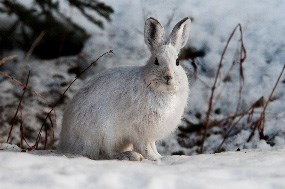 A snowshoe hare in its white winter phase