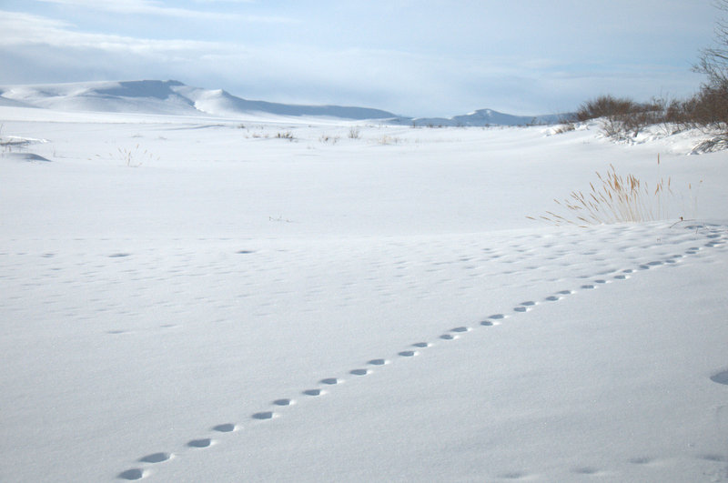 tracks in snow