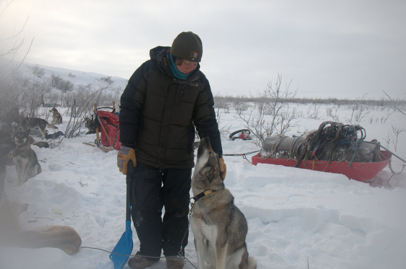 musher and dog and barrels