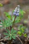 Lupine