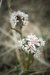 Frigid colt's foot