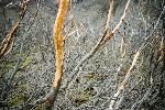 Snowshoe hare browse line