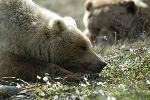 Two grizzly bears
