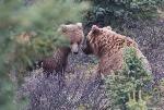 Grizzly bears