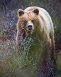 A grizzly bear