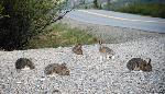 Snowshoe hares near the Park Road