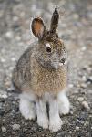 A snowshoe hare