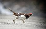 A ptarmigan