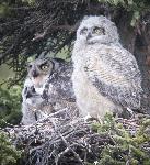 Owls