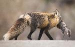 A red fox (cross phase) carrying a meal around