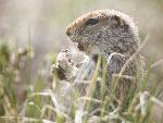 An arctic ground squirrel