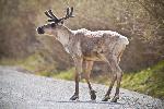 A caribou