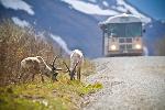 Two caribou