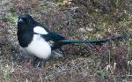 A magpie