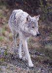 A wolf