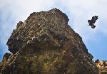 A golden eagle about to land