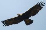A golden eagle