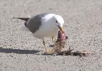Mew gulls are opportunistic feeders