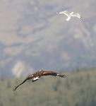 A mew gull harasses a golden eagle