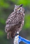 Owls will perch wherever they find a nice spot - like this volleyball net in employee housing