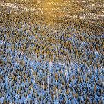 aerial photo of winter landscape