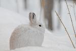 hare in winter phase
