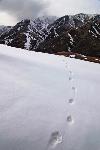 tracks in snow