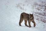 lynx