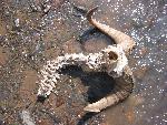 Dall Sheep