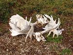 Moose Antlers