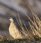 Ptarmigan