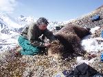 Bear Capture