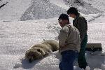 Bear Capture 2