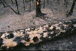 ?Forest Fire Aftermath