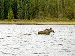 Moose and two calves