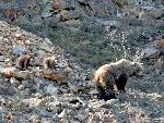 Sow with two spring cubs
