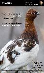 Ptweet