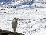 Dall's sheep ram
