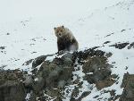 SRO 2011 - Grizzly in Igloo Canyon