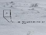 First Arctic ground squirrel of 2011