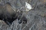 Lottery 2011 - Bull Moose