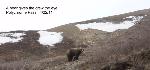 SRO 2011 - Grizzly on Polychrome Mountain