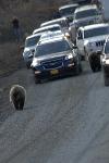 Lottery 2011 - Bears on the Road