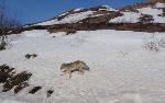 SRO 2011 - Coyote at Sable Pass