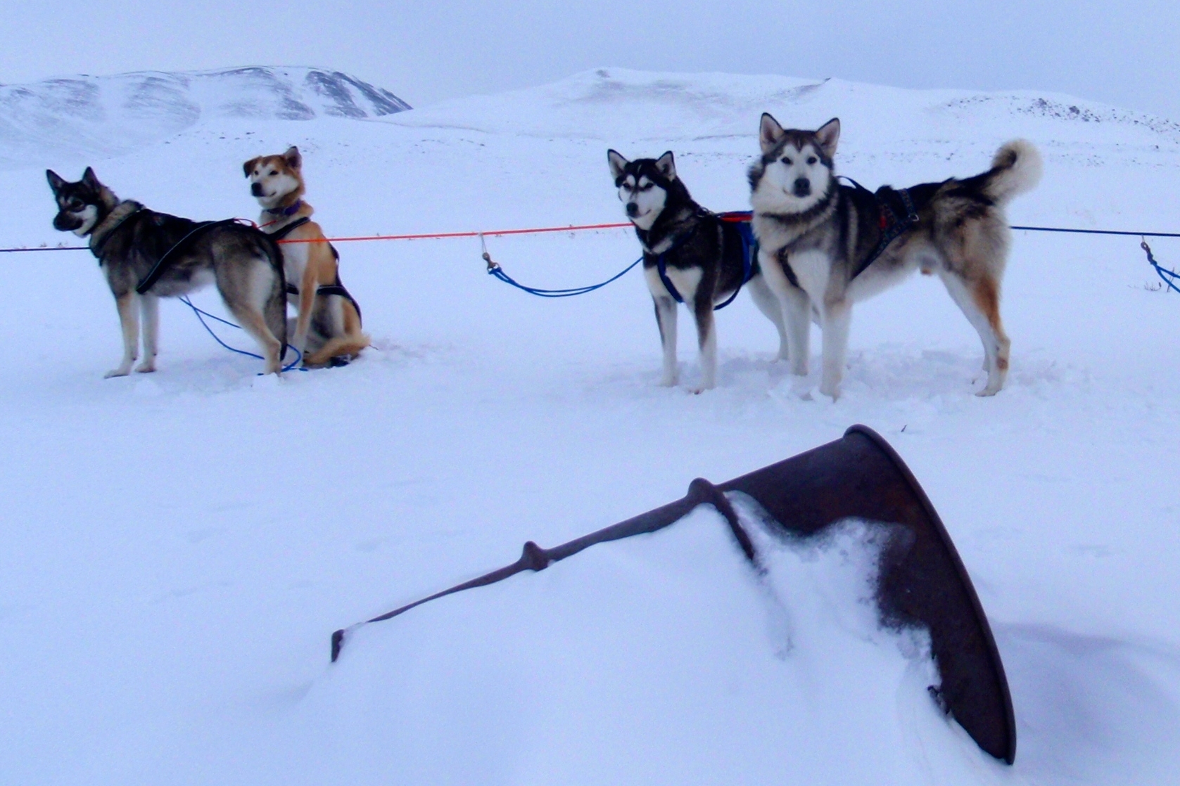 sled dogs and barrel