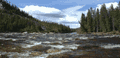river and forest