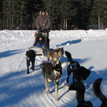 A Winterfest visitor rides in the basket of a dog sled.
