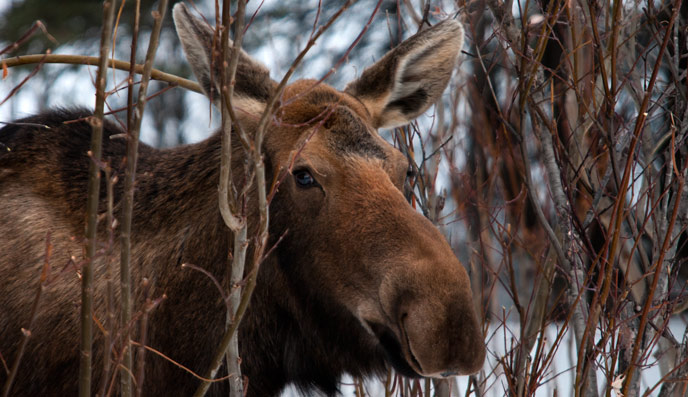 moose standing in a spruce forest moose standing in a spruce forest